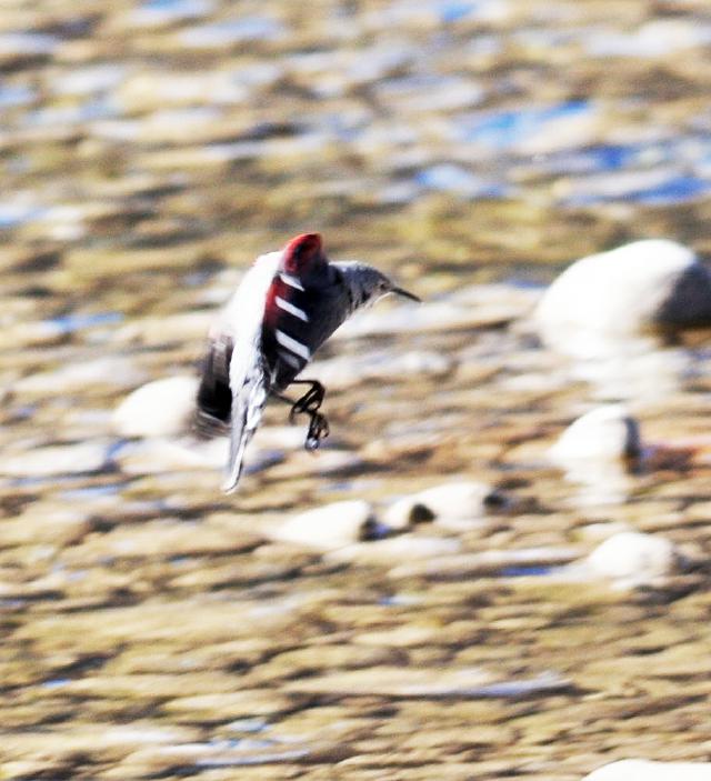 wallcreeper flying